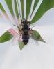 Clausicella sp.